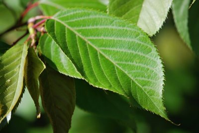 Prunus serrulata 'Kanzan' - višeň pilovitá, sakura - list